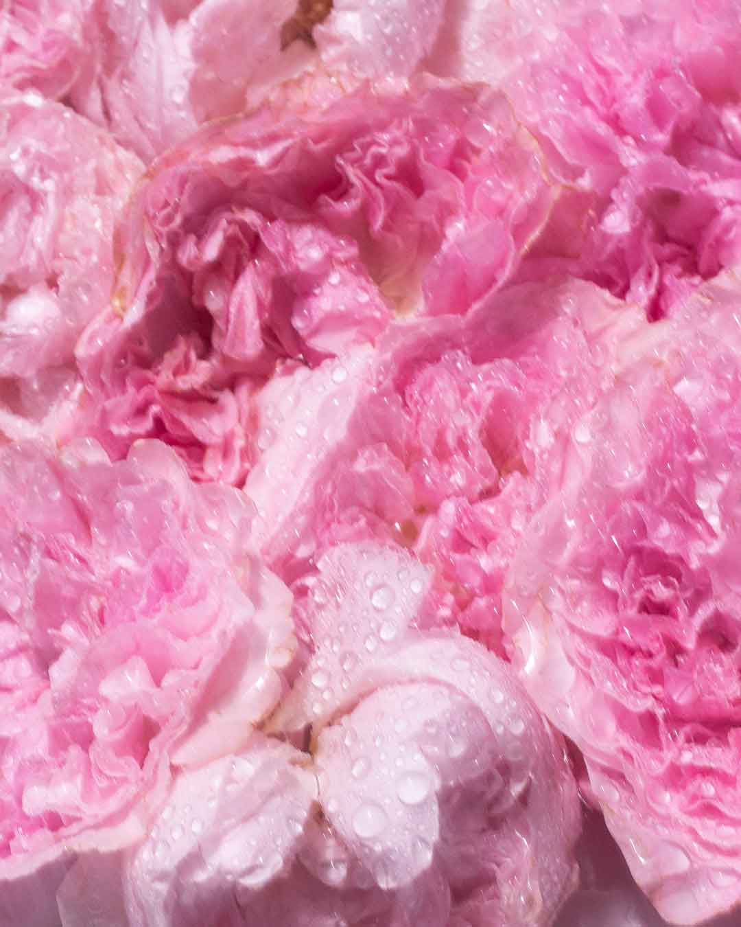 close up of pink roses