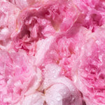 close up of pink roses