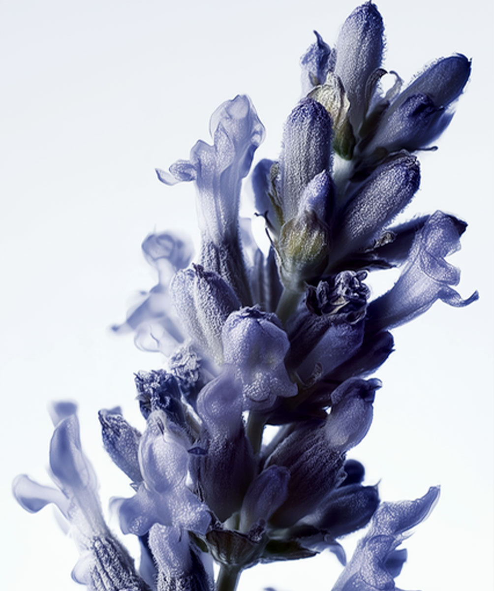 A close-up of a lavender flower spike with pale blue to lavender-purple blossoms against a bright white background.