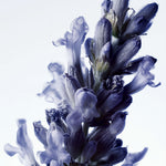A close-up of a lavender flower spike with pale blue to lavender-purple blossoms against a bright white background.
